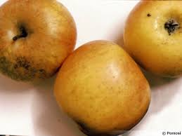 Pomme canada grises le kilo